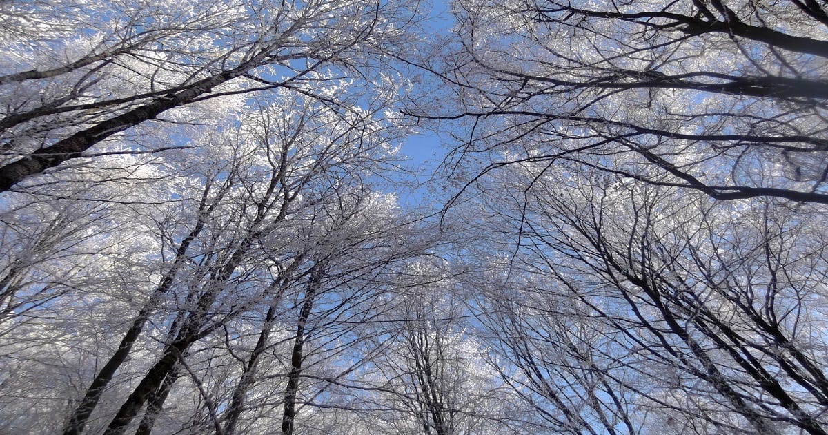 Vianočné spomalenie